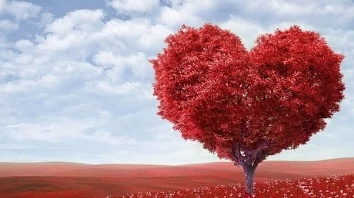 꽃 꿈해몽 67가지