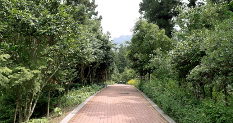 장흥 우드랜드 편백숲