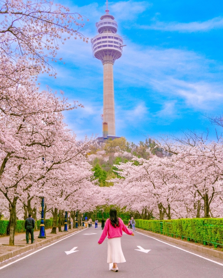 2025 이월드 블라썸 피크닉 완벽 가이드 & 추천 맛집