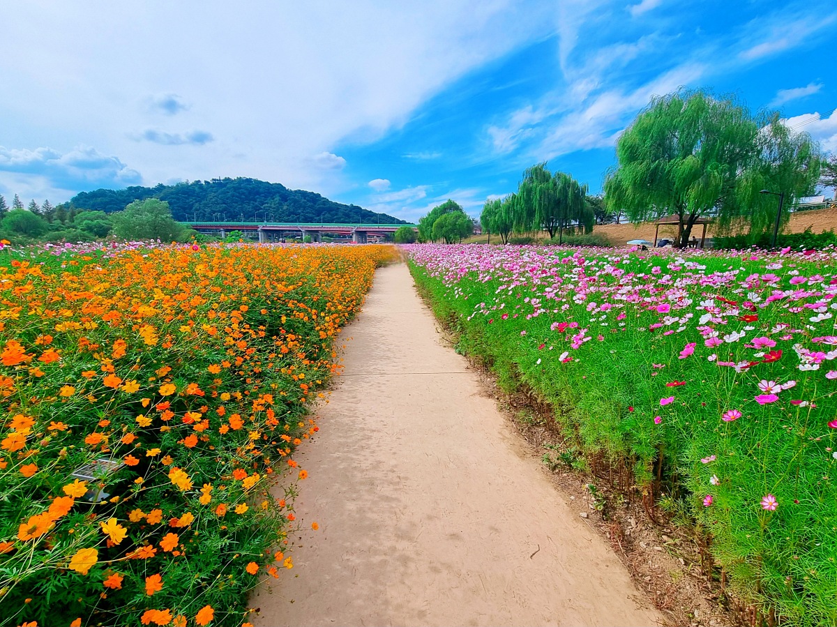 서울 근교 가을꽃 만발한&amp;#44; 경기도 고양시 강매석교공원 창릉천 코스모스축제