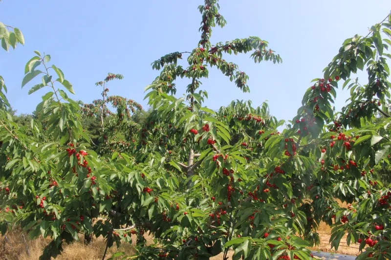 체리 재배 수분수 선택 전정 시기 열매 갈라짐 예방_6