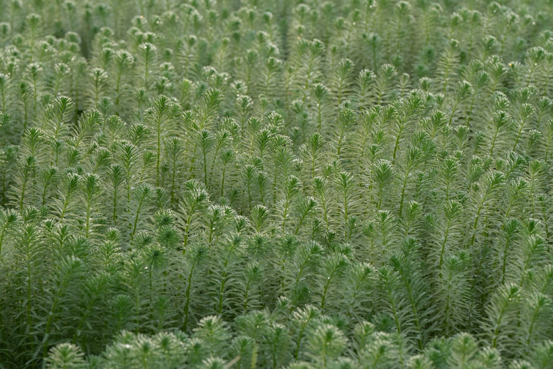 Yield