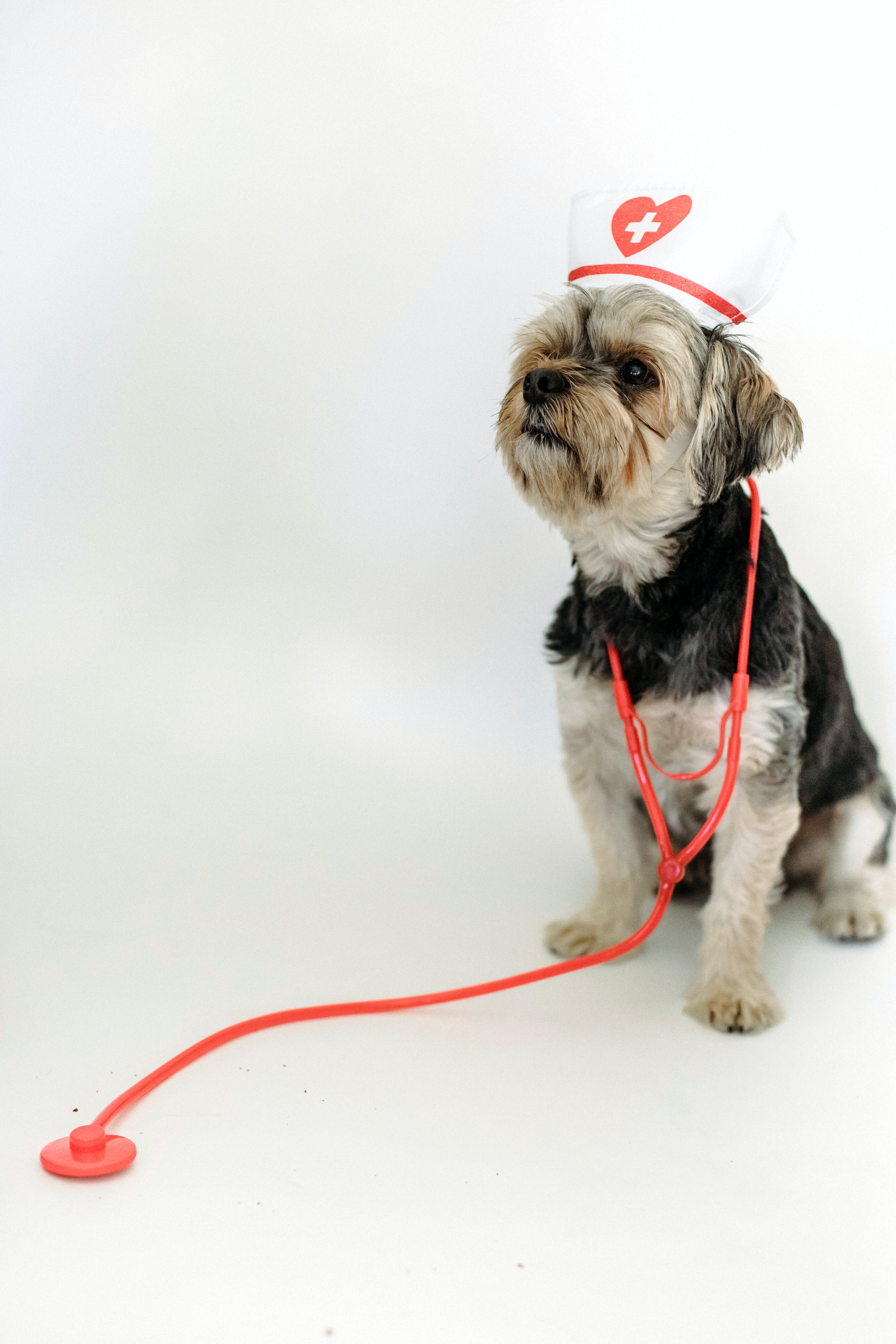 청진기를-매고-있는-강아지