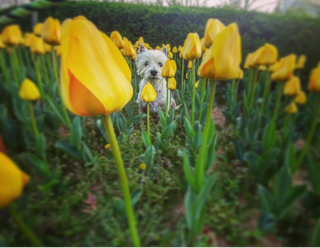강아지 동반