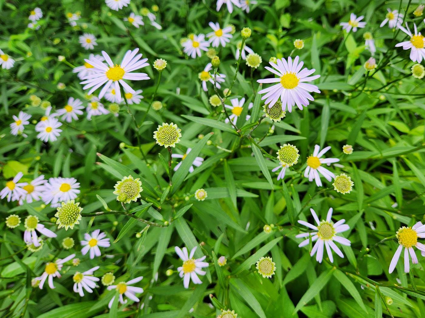 벌개미취 Korea Daisy