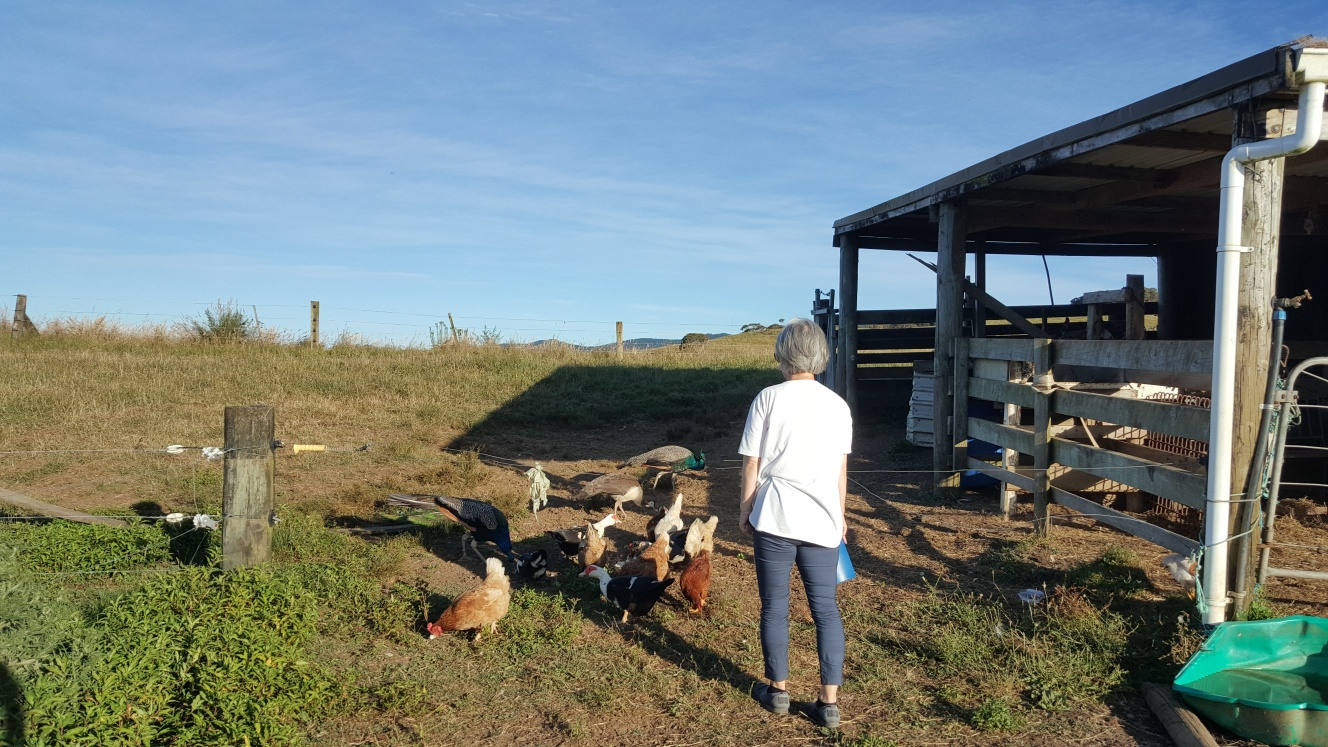 닭과 오리가 모이를 쪼아 먹는 모습