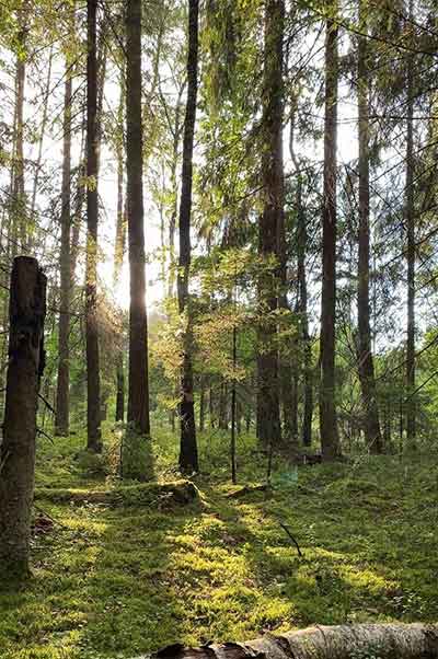 그린데이 산림욕