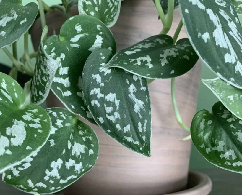 스킨답서스 실버