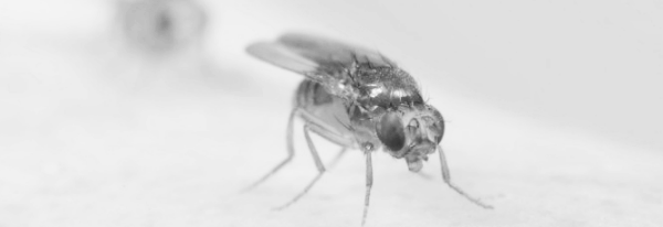 화학적 트랩 등