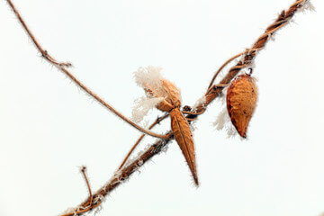 박주가리 효능과 먹는 방법과 부작용에 대해 알아봤습니다.