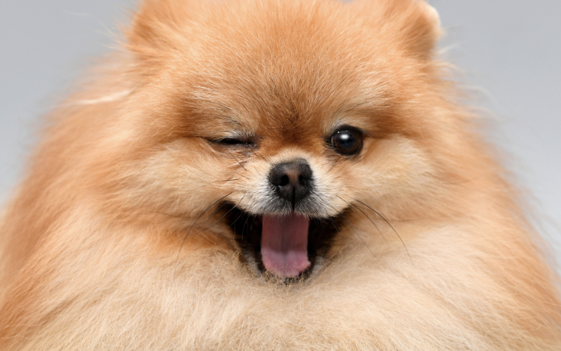 강아지를 키운다는 건 가족을 맞이하는 일입니다 – 초보 반려인을 위한 진짜 가이드