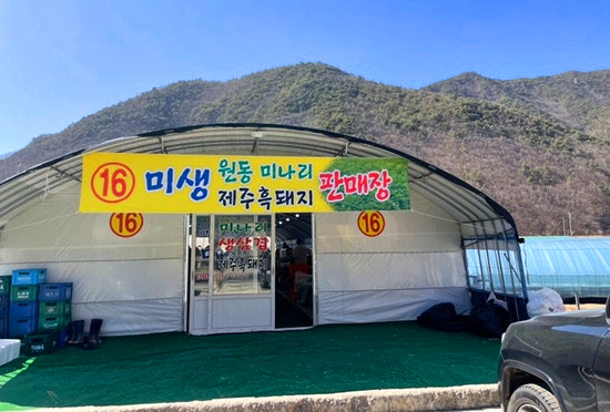 원동 미나리축제