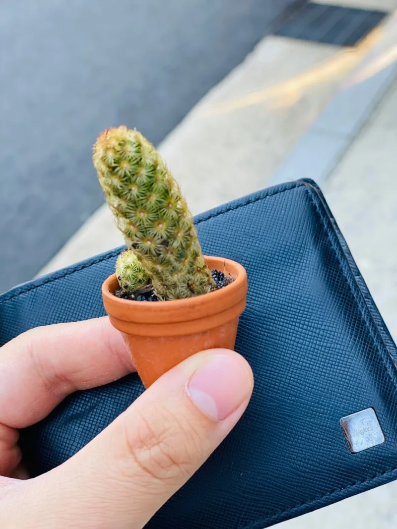 미니 선인장 키우기 물주기 통풍관리 창가배치 귀여운 관리법_5