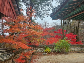 합천 해인사 단풍