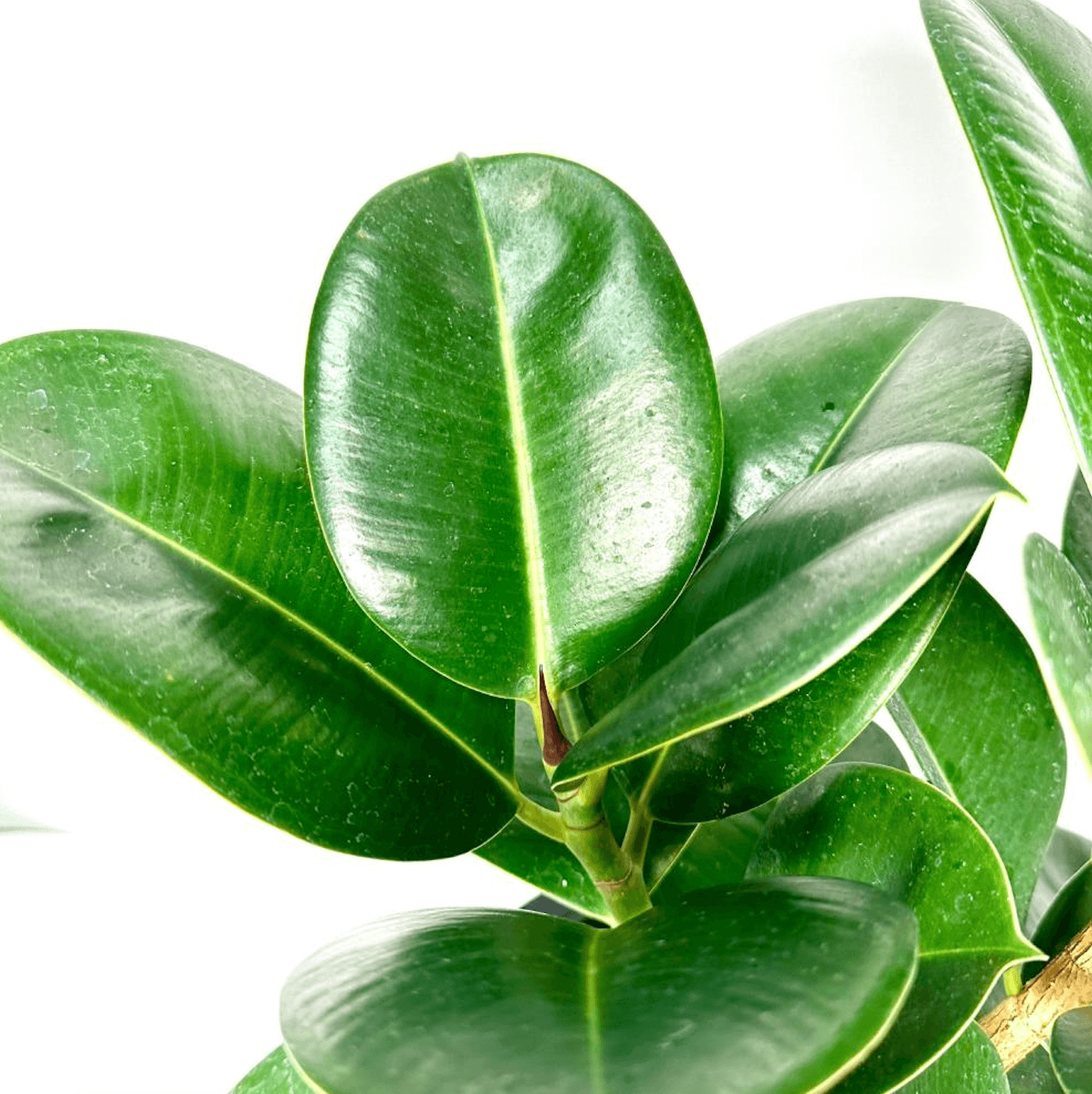 고무나무 키우는법