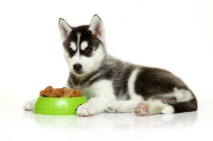 사료그릇을 안고 앉아 있는 강아지모습