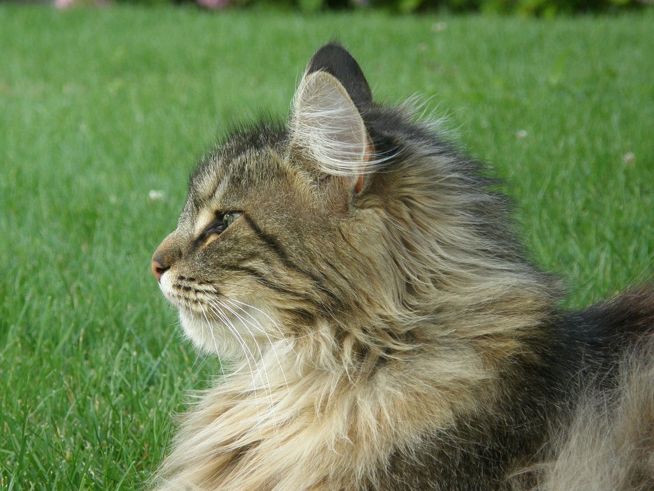 노르웨이 숲(Norwegian Forest)3