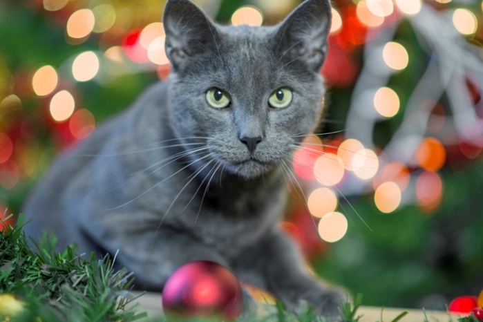 러시안블루 애정표현