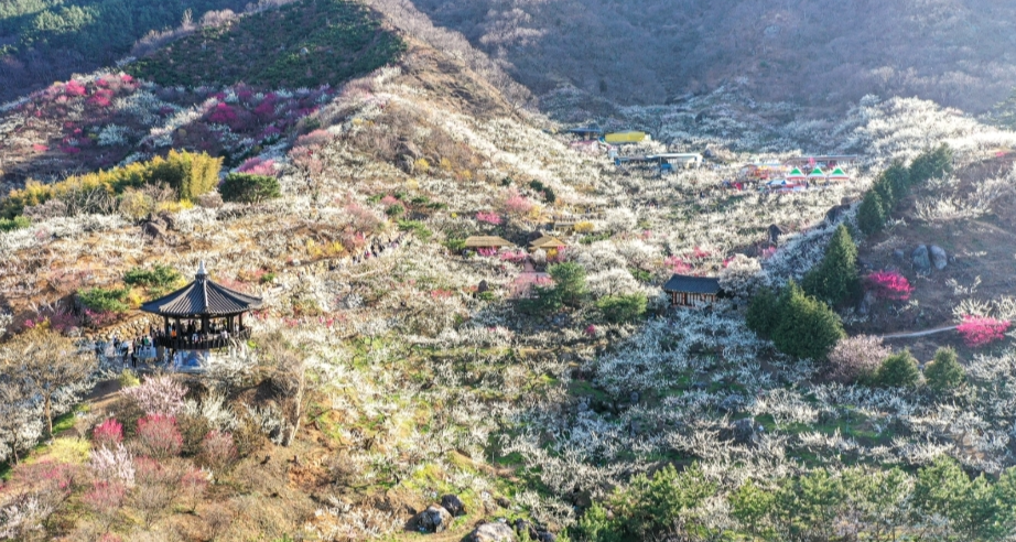 광양에 매화가 핀 풍경의 사진