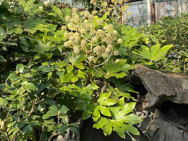 물향기수목원 온실 팔손이