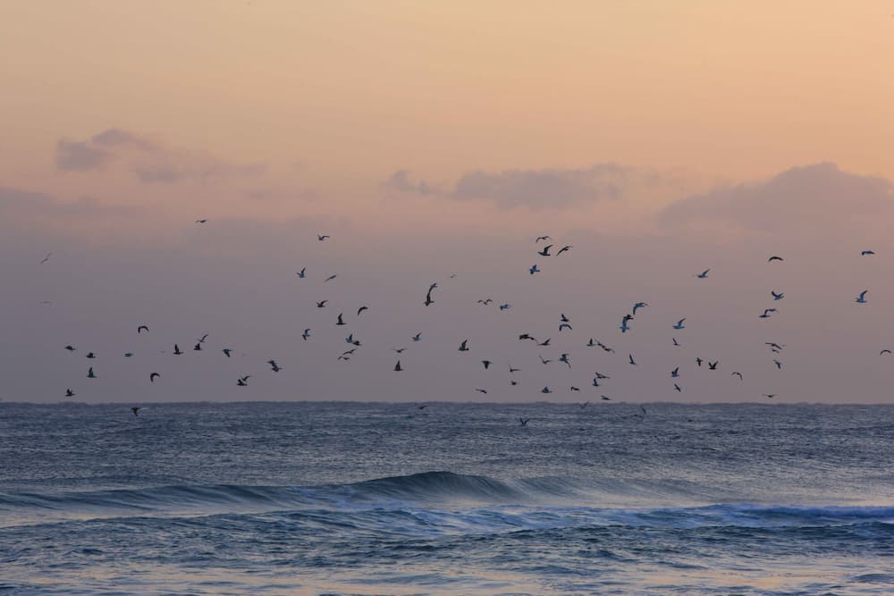 강릉 안목해변 파도소리