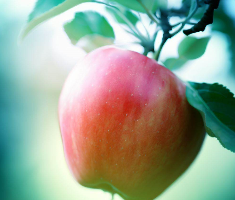 태음인 과일 사과