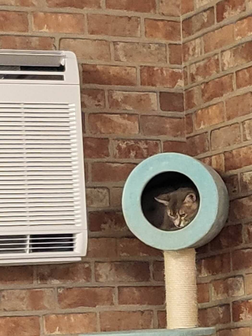 고양이6