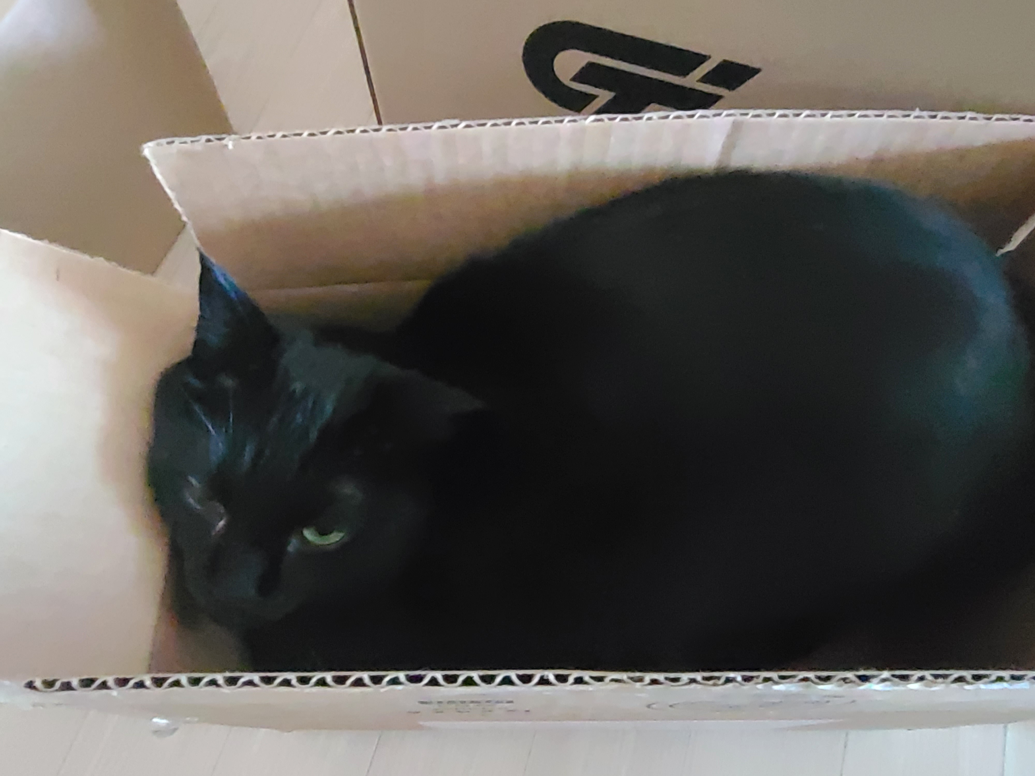 엄마껌딱지 건이는 박스신상묘! 그리고 아들고양이 삼총사는 늘 엄마집사를 지킨다.