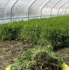 미나리 효능 부작용 고르는법 칼로리