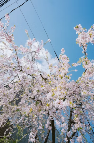김천 연화지 벚꽃 개화 및 야경 주차 꿀팁