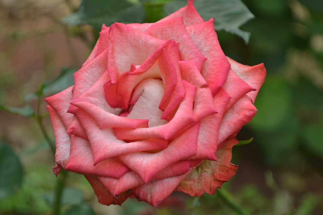 Petal