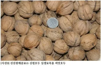 호두 재배 순 지르기 수분 수정 고온 피해 예방_3