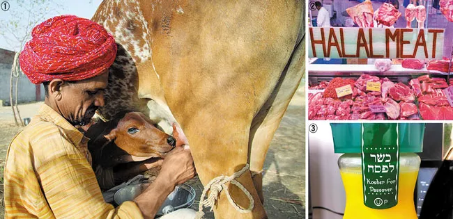 역사속의 미스터리 무슬림이 돼지고기 먹지 않는 이유_7