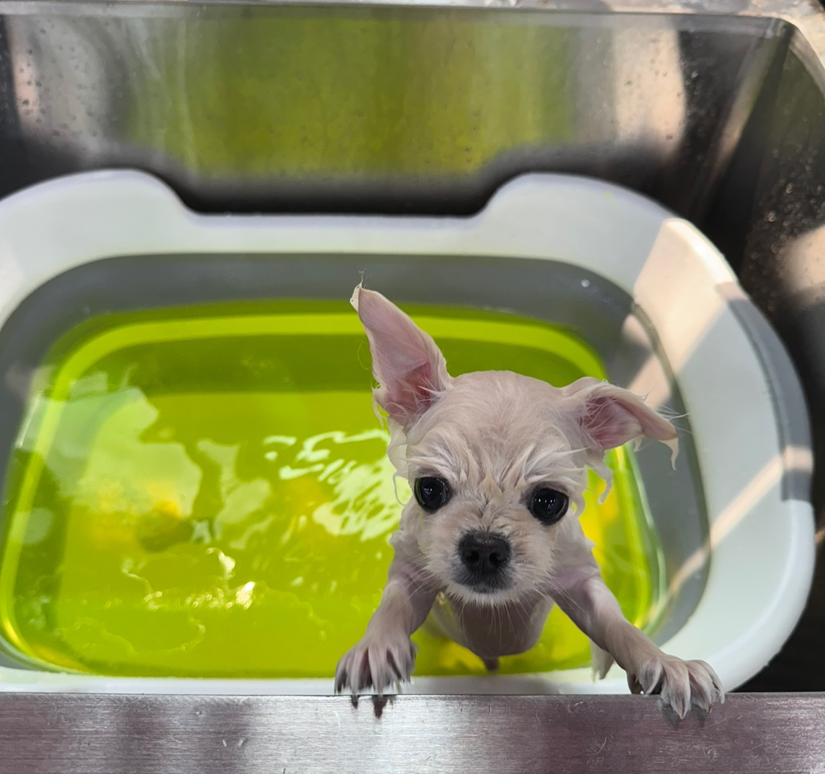 서면애견미용국비