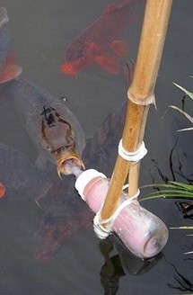 잉어잡는 꿈 해몽풀이 [무료 꿈해몽]