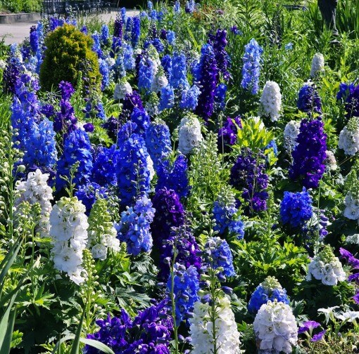 2025년 벽초지수목원 튤립 봄꽃축제 가이드!!