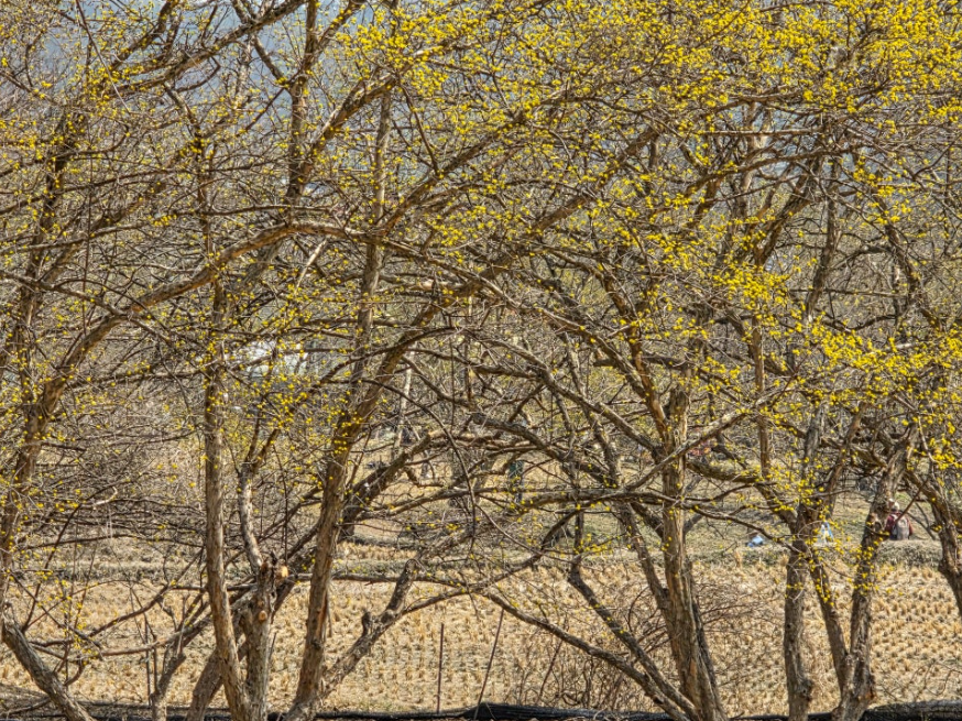 이천백사 산수유