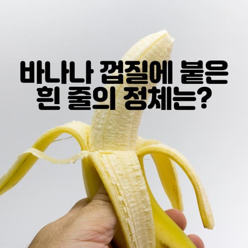 바나나 껍질에 붙은 흰 줄의 정체는?