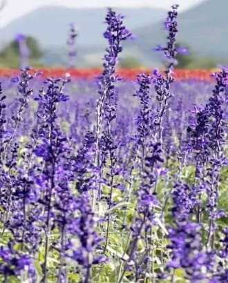 2025 제주 보롬왓 튤립축제