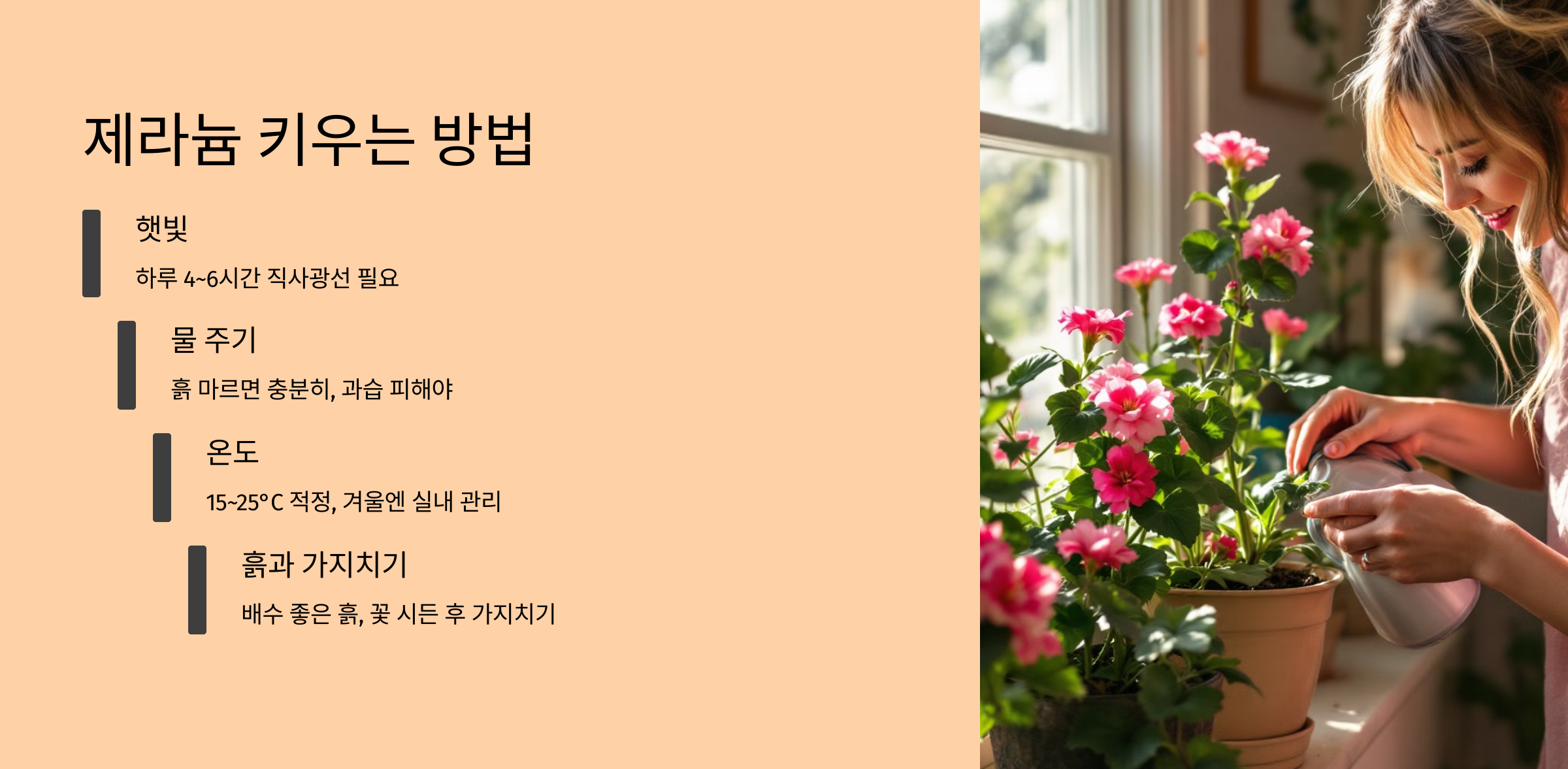 제라늄
