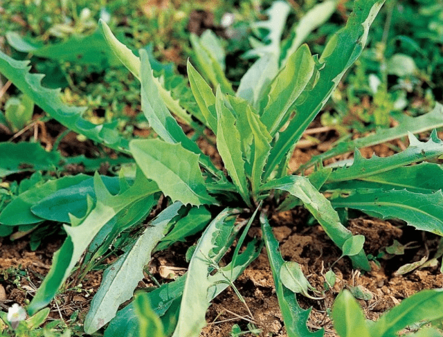 24절기-입하-소만-망종-하지-소서-대서-여름절기-씀바귀