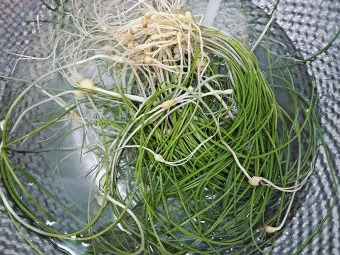 달래 손질 방법 달래장 맛있게 꿀팁_15