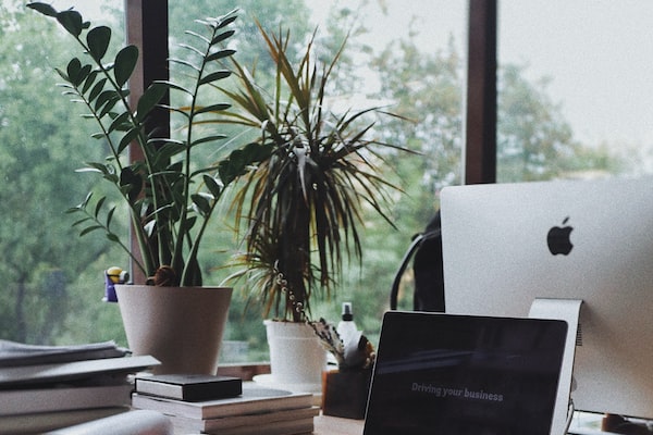 식물이 주는 치유와 평온함을 위한 집 안 녹색 오아시스 만들기