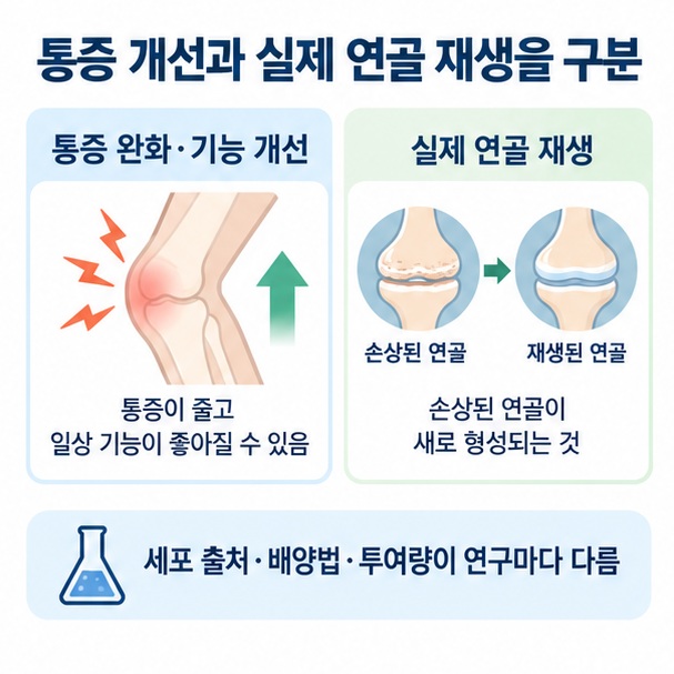 줄기세포 관절 주사에서 통증 기능 개선 가능성과 연골 재생을 확실하게 단정할 수 없는 근거 한계를 설명한 이미지