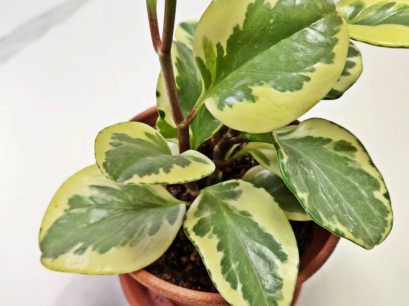무늬페페(페페로미아 바리에가타) Peperomia Variegata