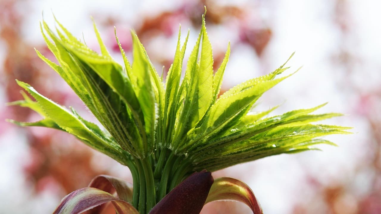 안동 하회마을, 강과 마을이 품은 선비의 글