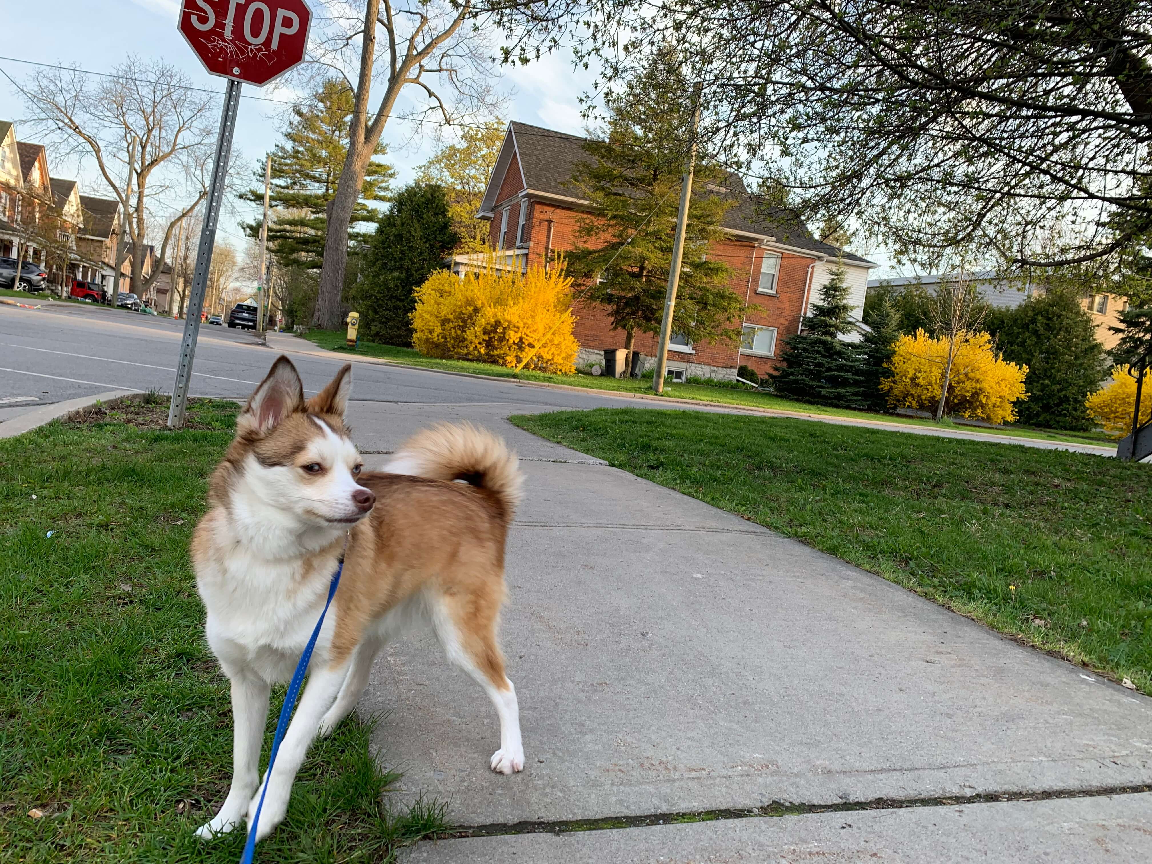강아지와 놀아주는 방법