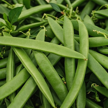 계절의 변화를 세분화한 24 절기 중 '처서' 이해하기