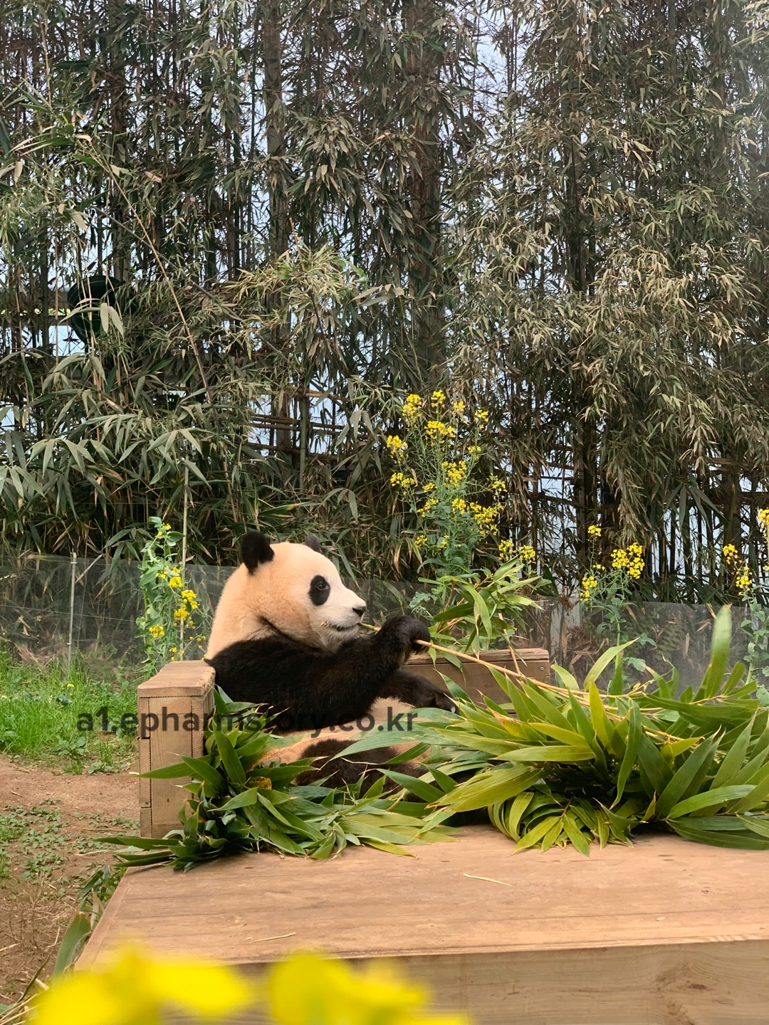 대나무-피리-푸바오