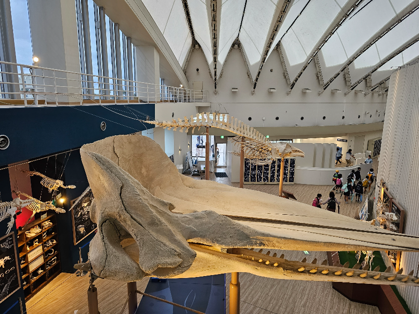 대형고래의 골격